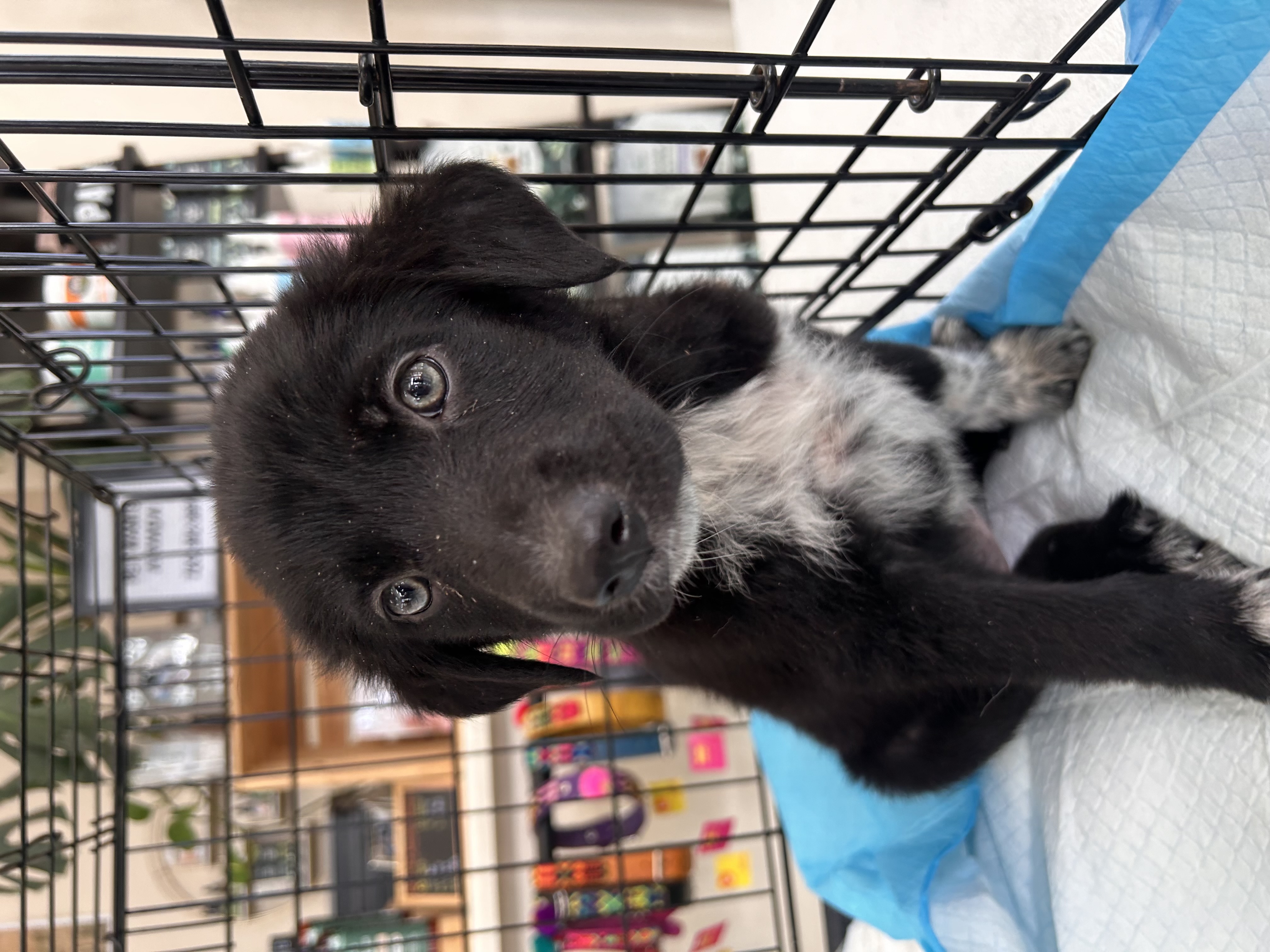 Syracuse, Baby Female Australian Shepherd