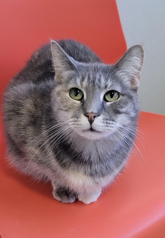 Enlarge Louise, a Adoptable Domestic Short Hair in Fort Madison, IA image 1/2