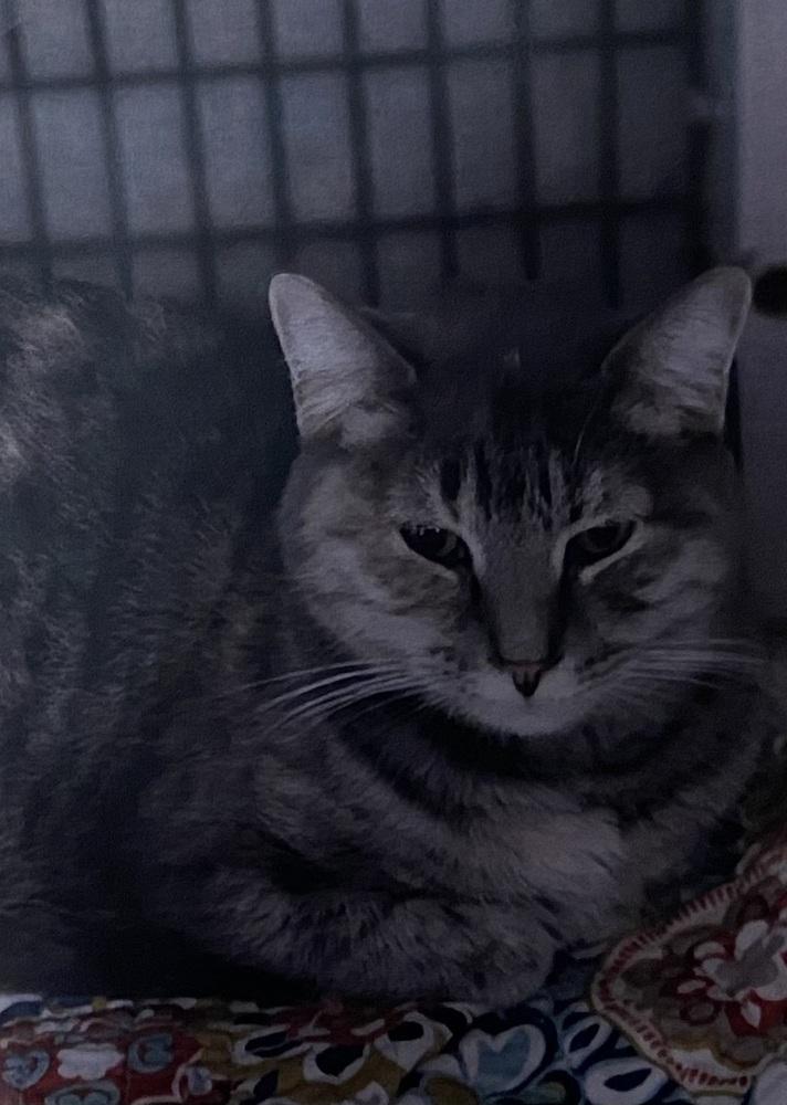 Louise, Adoptable, Adult Female Domestic Short Hair.