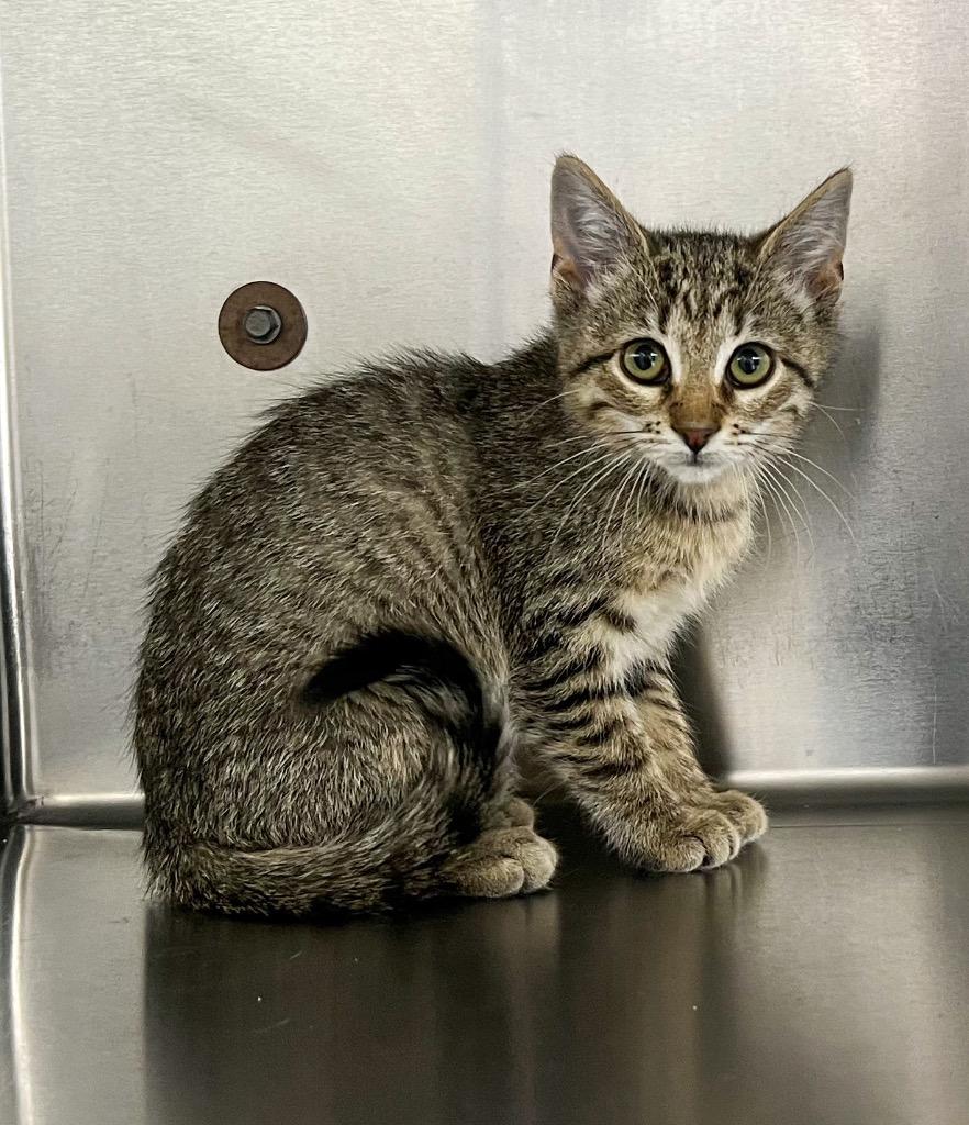 Gisell, Adoptable, Kitten Female Domestic Short Hair.