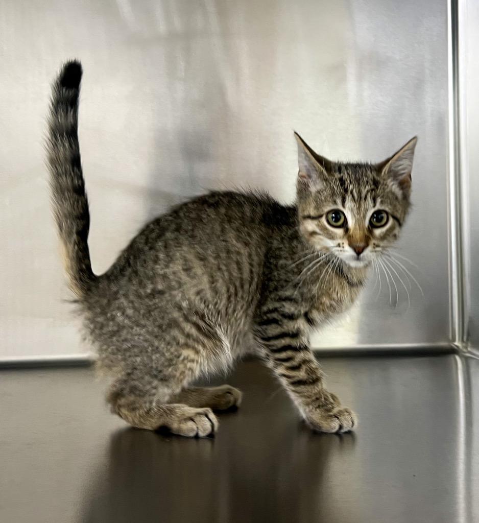 Enlarge Gisell, a Adoptable mixed breed in Murray, KY image 2/4