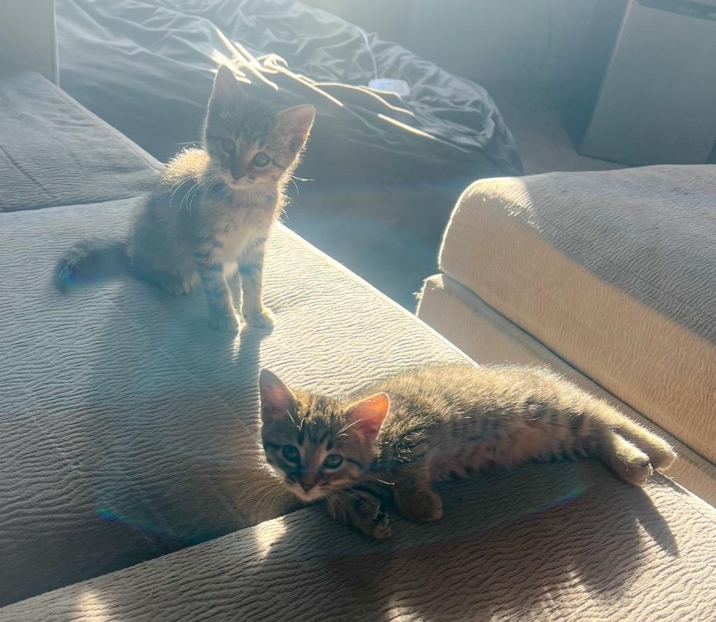 Enlarge Gisell, a Adoptable mixed breed in Murray, KY image 3/4