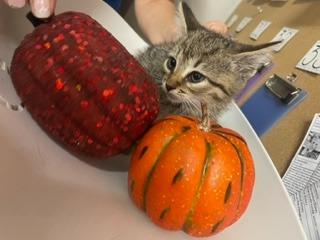 Enlarge Gisell, a Adoptable mixed breed in Murray, KY image 4/4