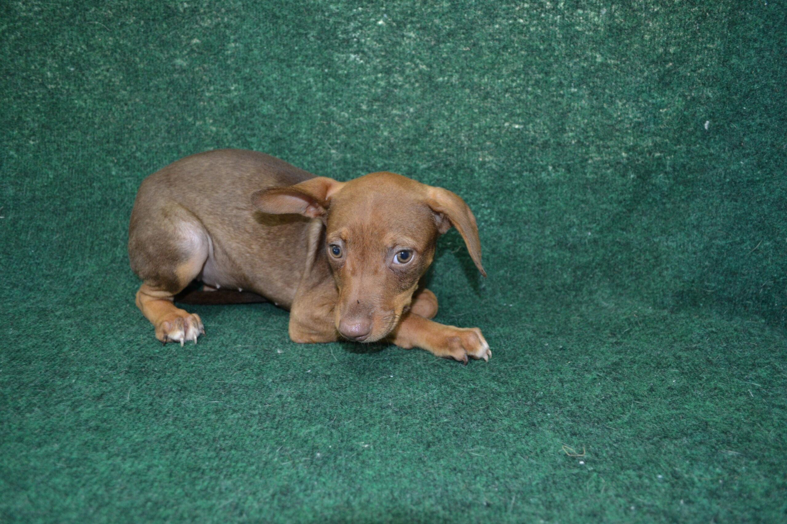 Enlarge Granola, a Adoptable mixed breed in Jackson, LA image 1/3
