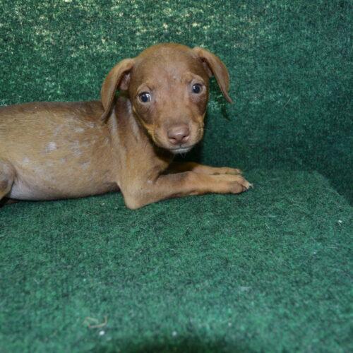 Enlarge Granola, a Adoptable mixed breed in Jackson, LA image 2/3
