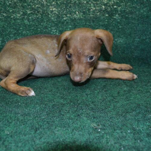 Enlarge Granola, a Adoptable mixed breed in Jackson, LA image 3/3