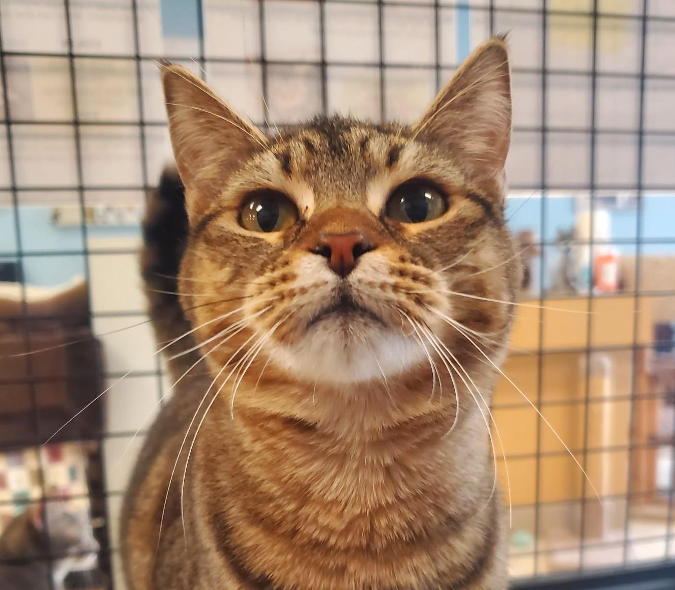 Cassie, Adoptable, Young Female Domestic Short Hair.