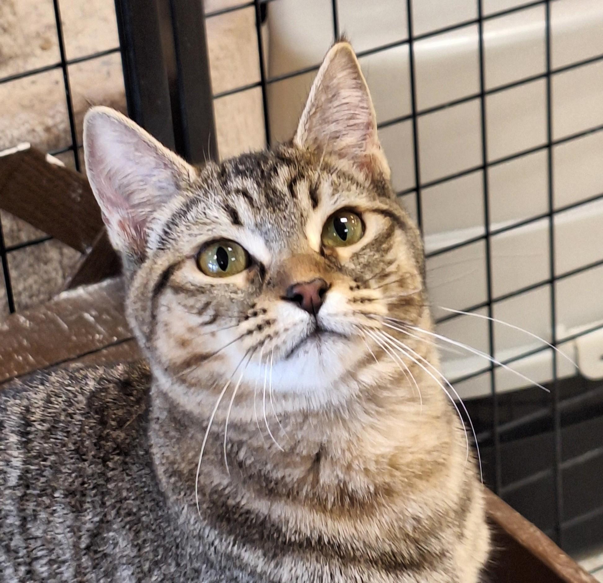 Enlarge Cassie, an adopted mixed breed in Spokane, WA image 2/4