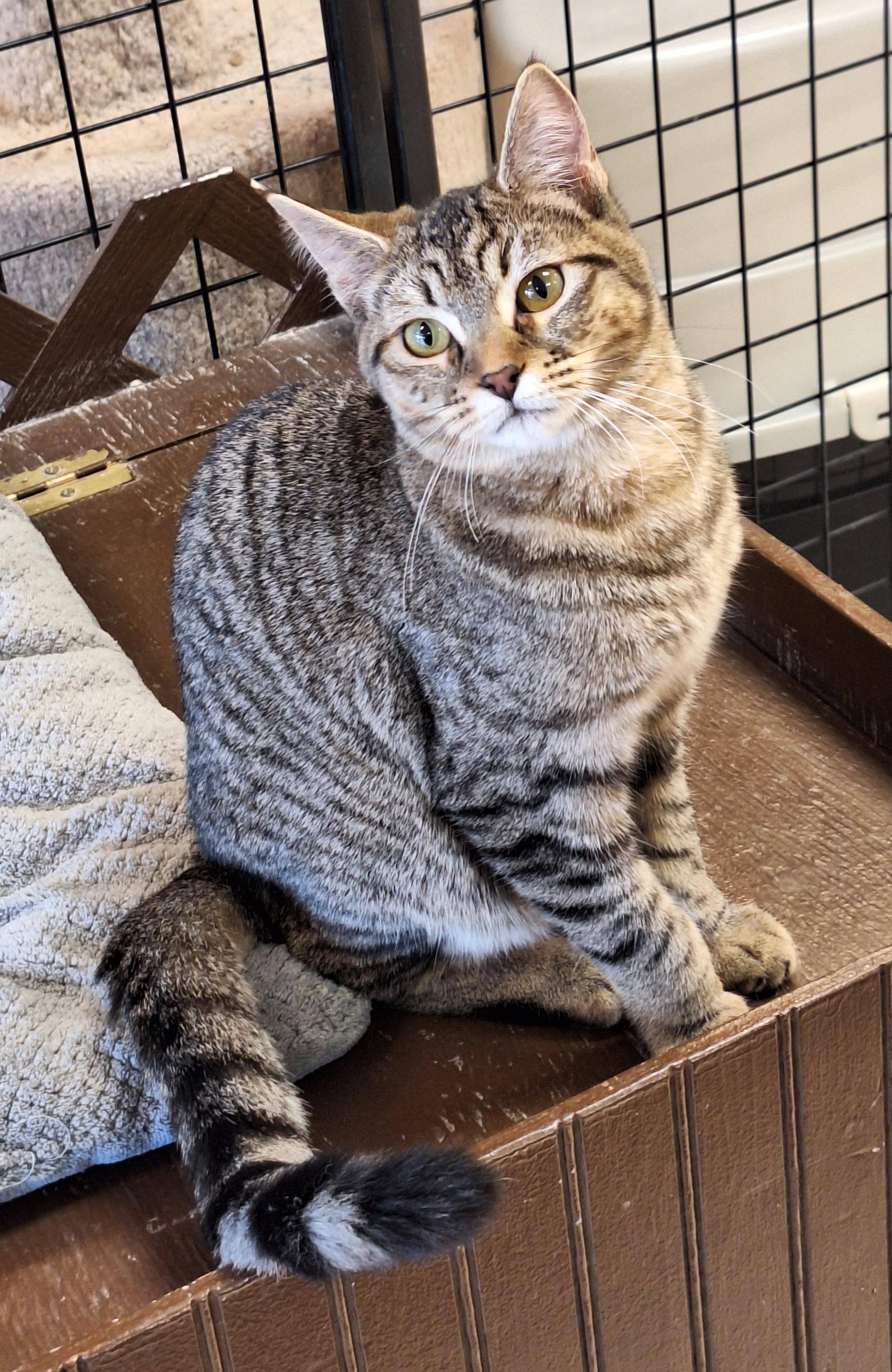 Enlarge Cassie, an adopted mixed breed in Spokane, WA image 4/4