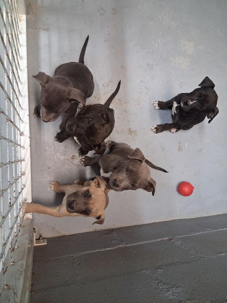 Blackberry, Adoptable, Puppy Male Pit Bull Terrier & Boxer.