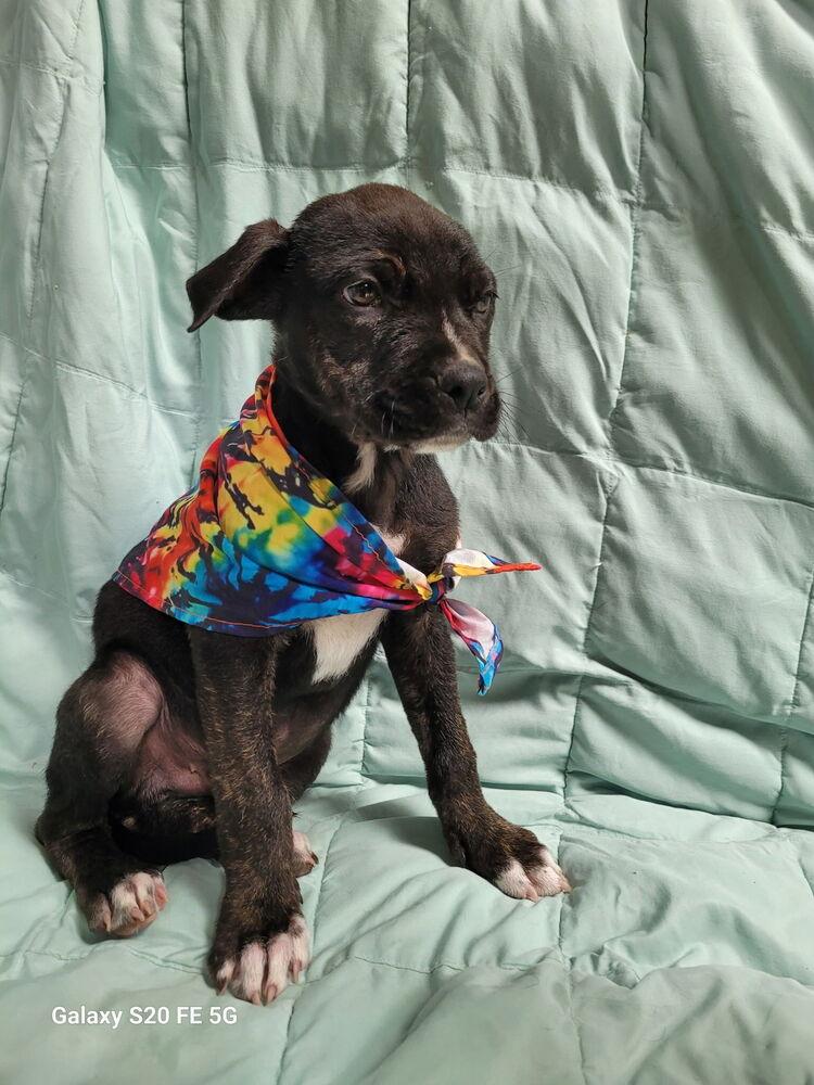 Enlarge Blackberry, a Adoptable mixed breed in Mountainair, NM image 2/2