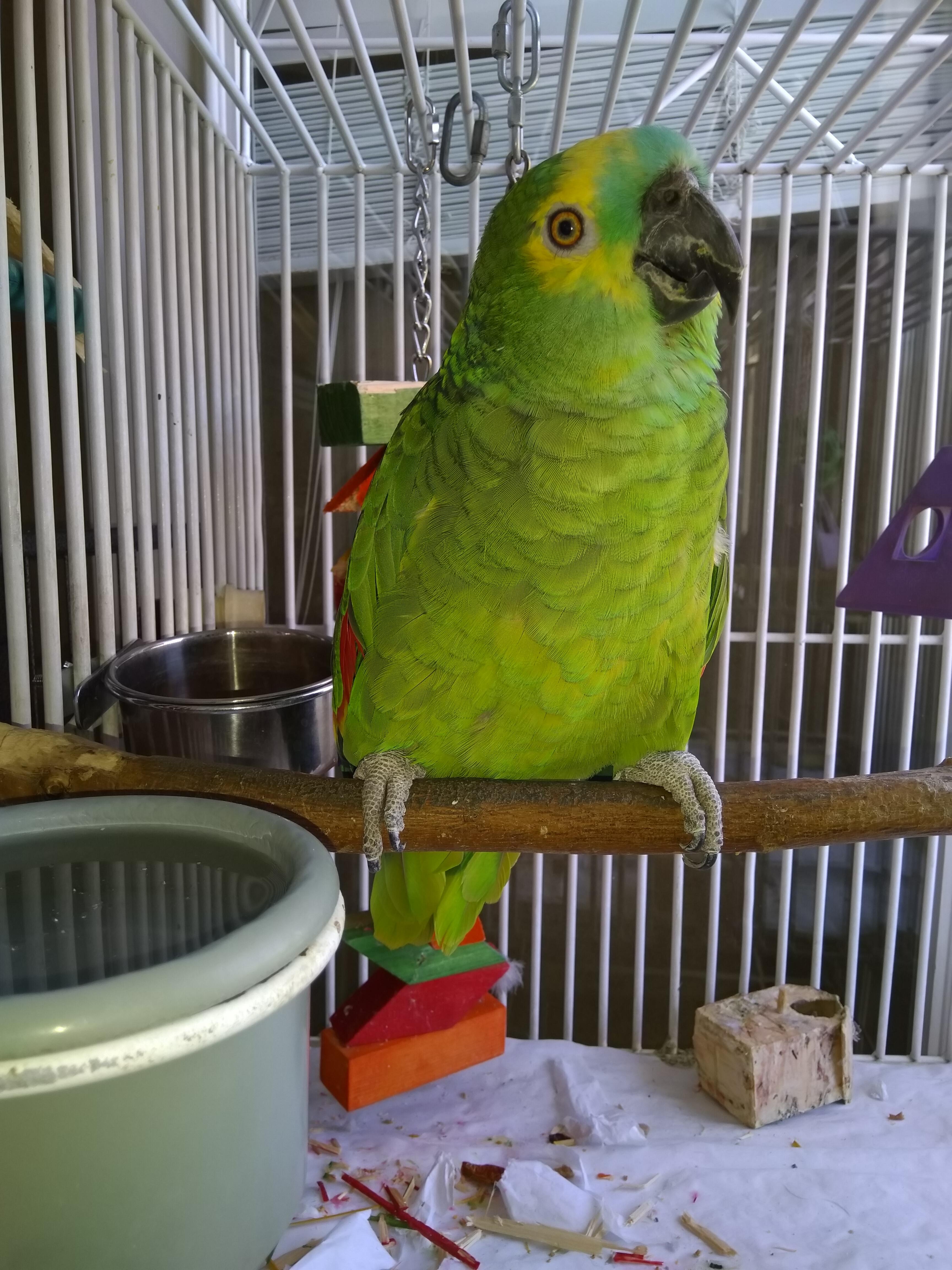 Peanut, a Adoptable Amazon in Salt Lake City, UT image 1/2