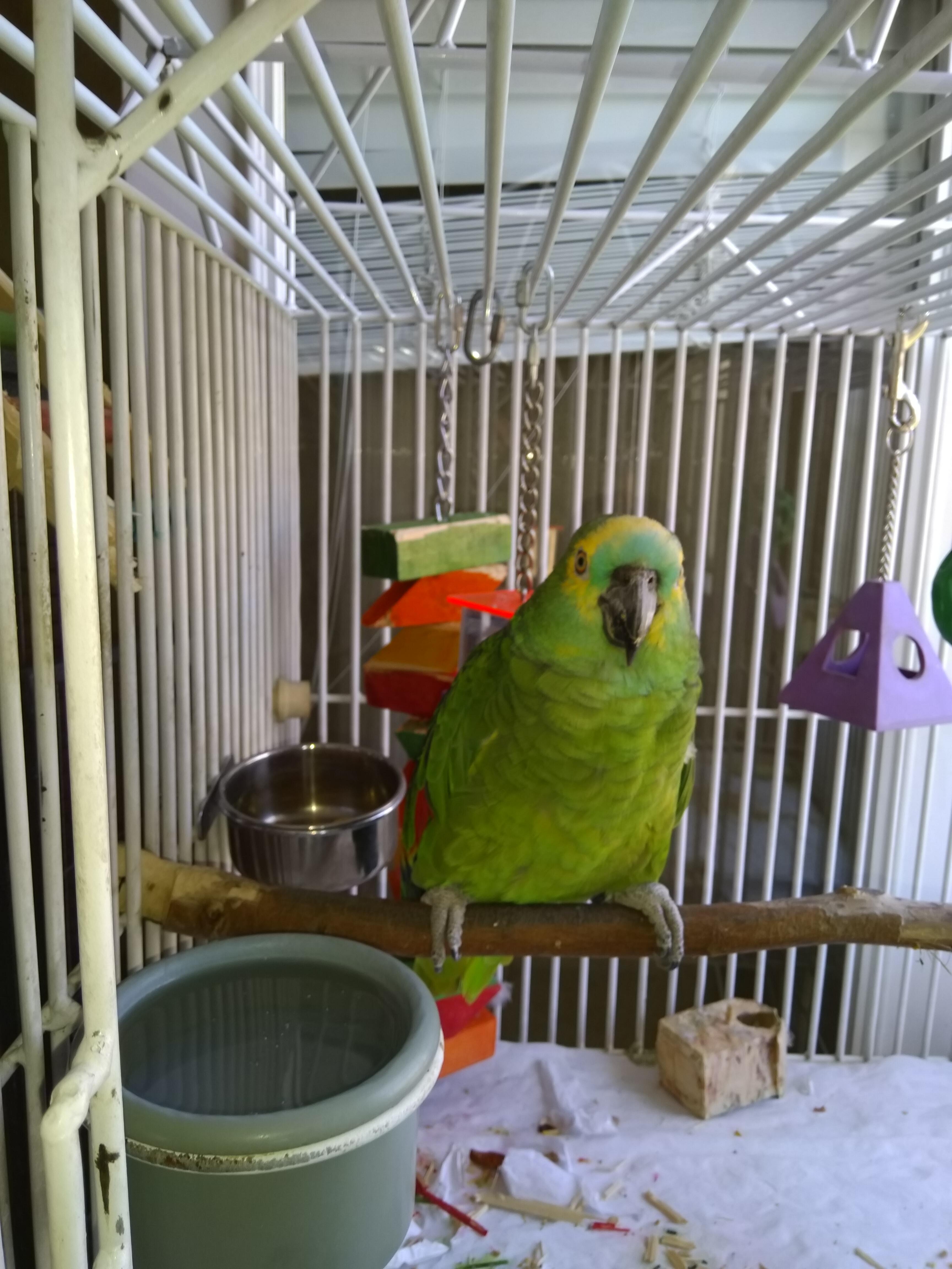 Peanut, a Adoptable Amazon in Salt Lake City, UT image 2/2