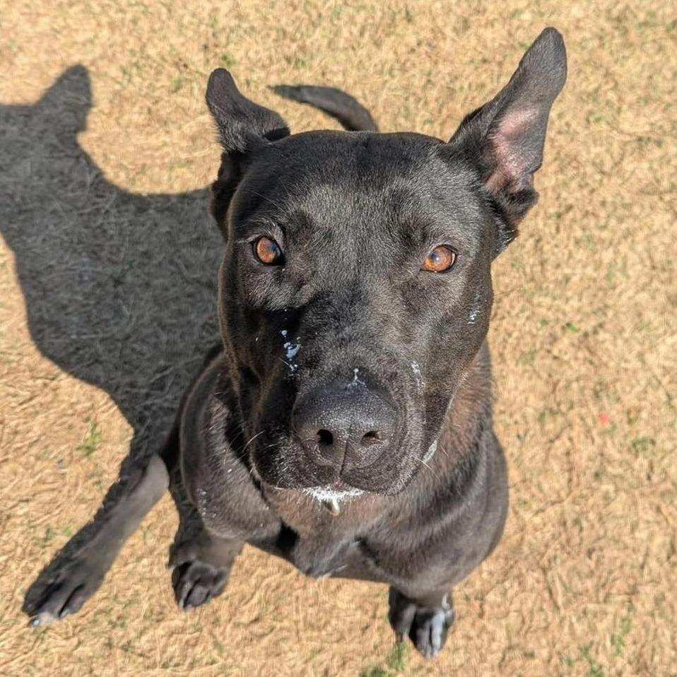 THEA  RESCUE or Experienced Adopter ONLY!, Adoptable, Puppy Female Mixed Breed.