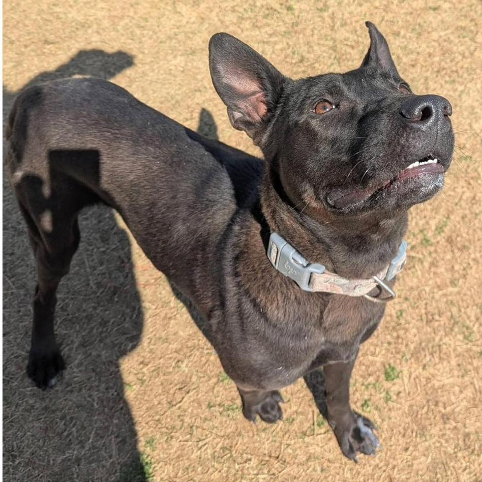 Enlarge THEA  RESCUE or Experienced Adopter ONLY!, a Adoptable Mixed Breed in Nashville, NC image 2/2