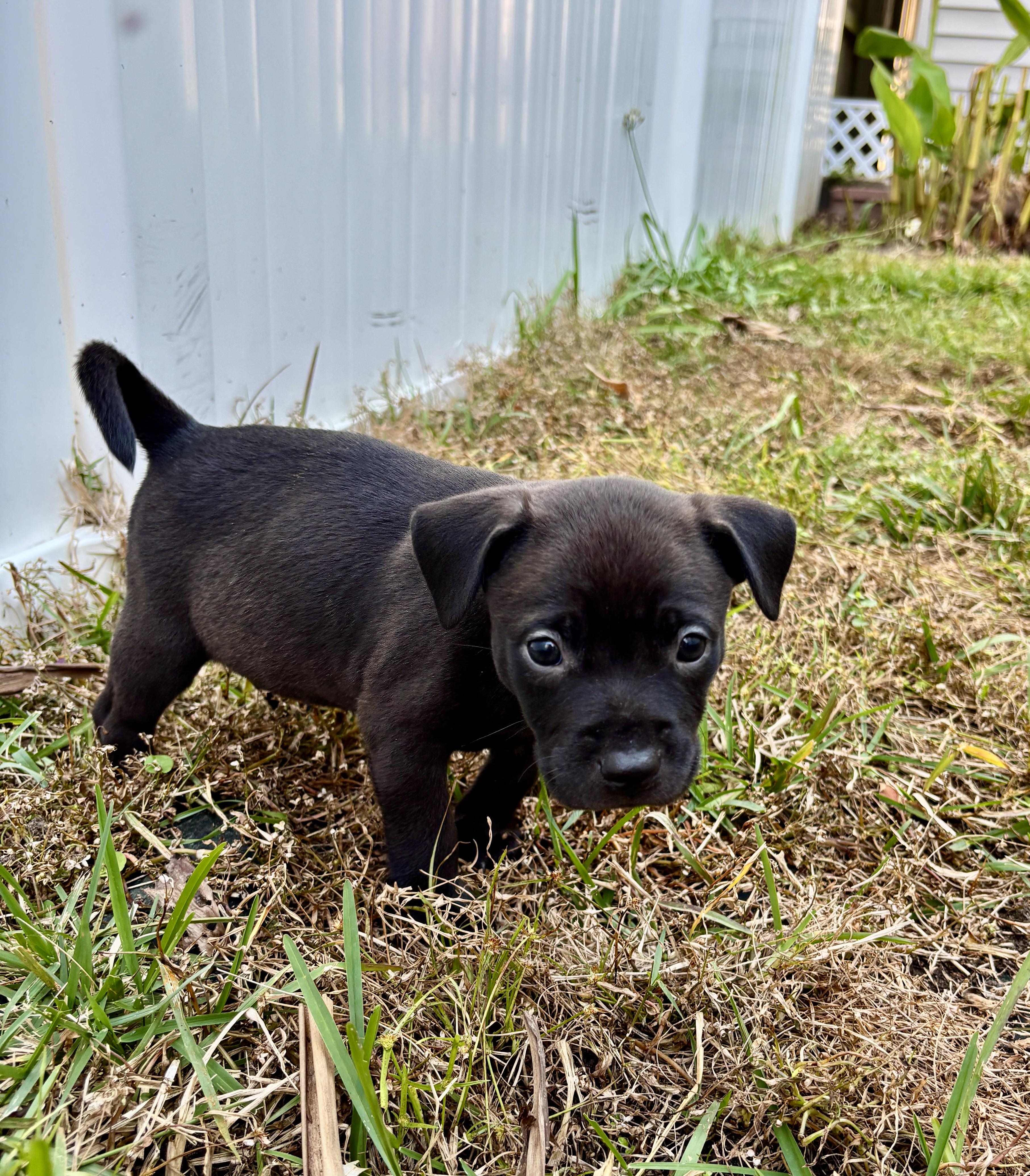 Eddie, Adoptable, Puppy Male Boxer.