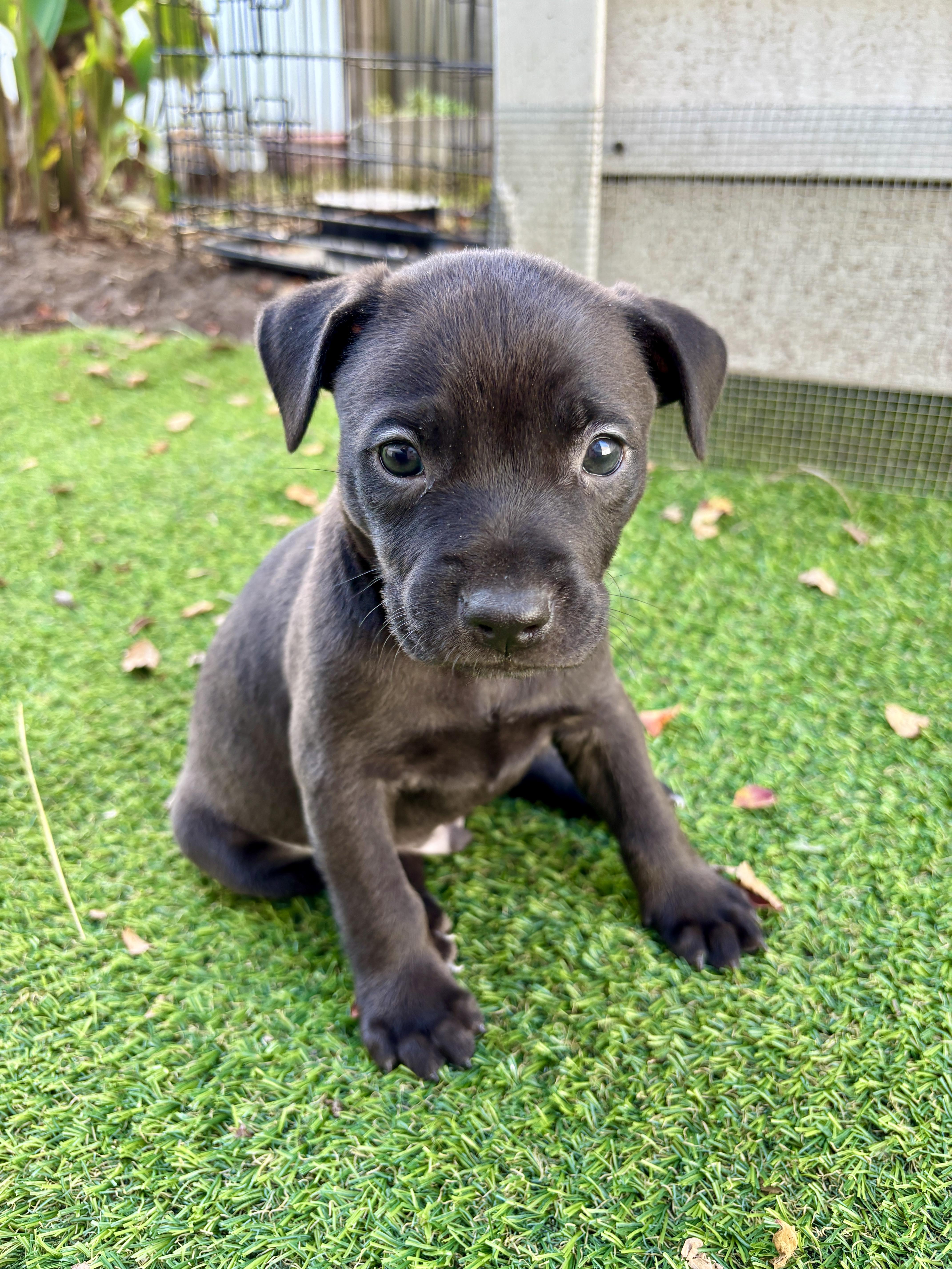 Enlarge Eddie, a Adoptable mixed breed in North Charleston, SC image 2/5
