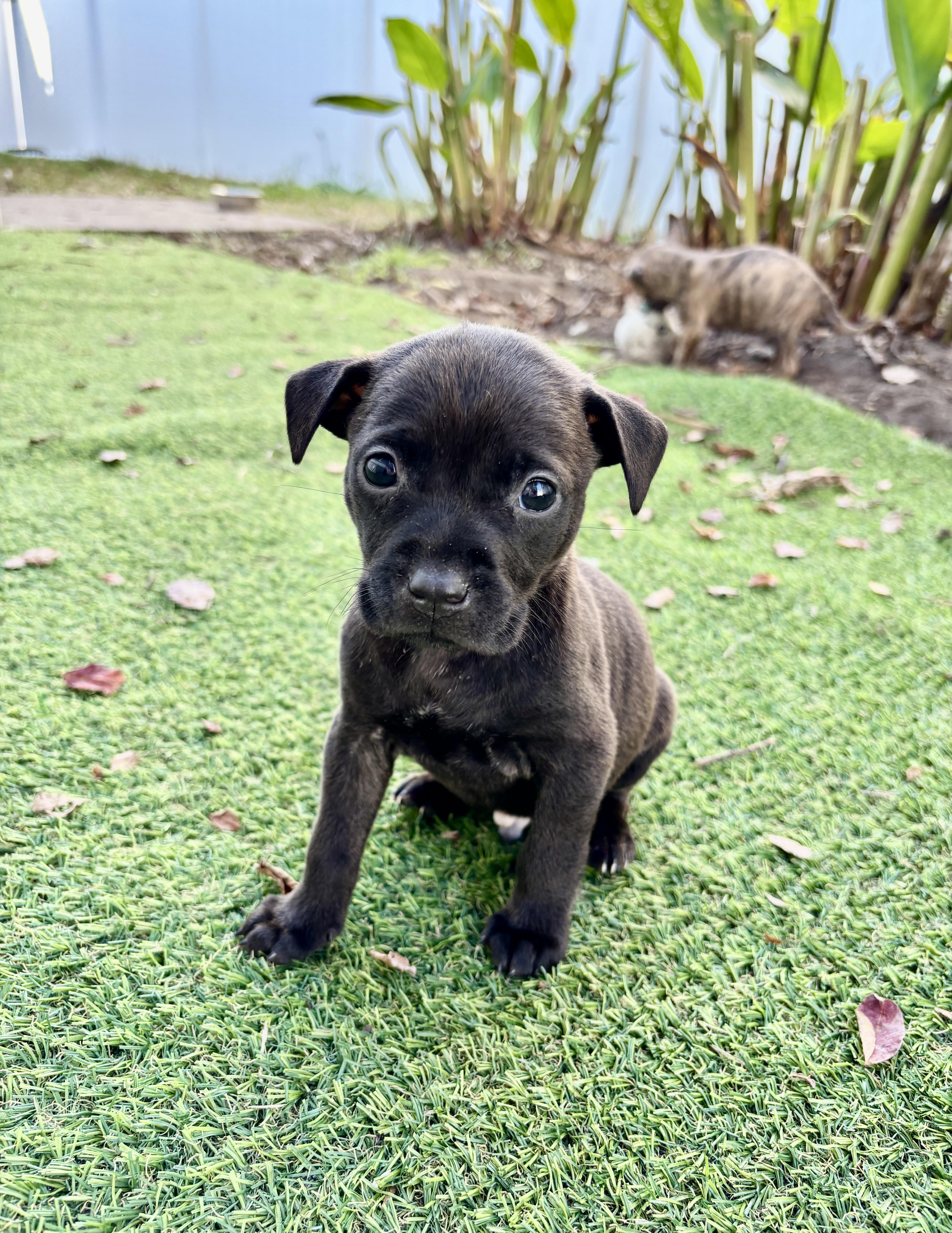 Enlarge Eddie, a Adoptable mixed breed in North Charleston, SC image 3/5
