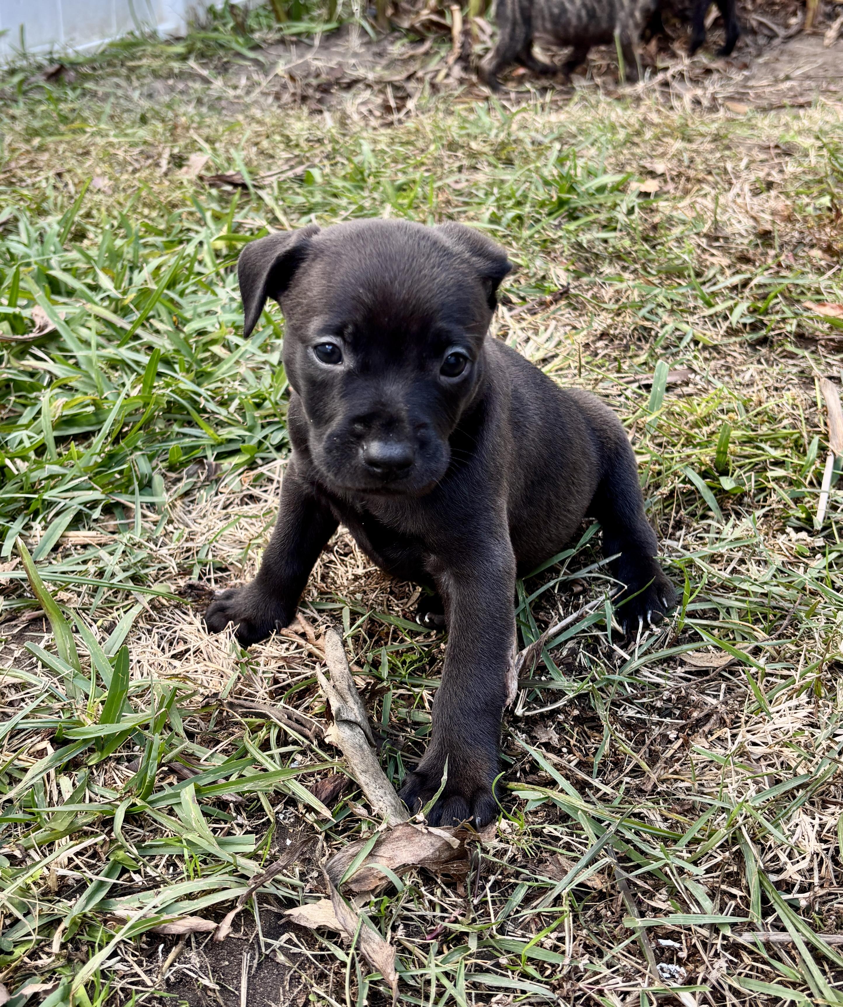 Enlarge Eddie, a Adoptable mixed breed in North Charleston, SC image 5/5