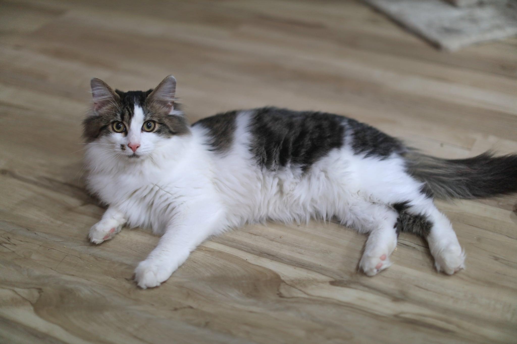 Enlarge Paul, an adoptable Domestic Medium Hair in Pasco, WA image 2/5