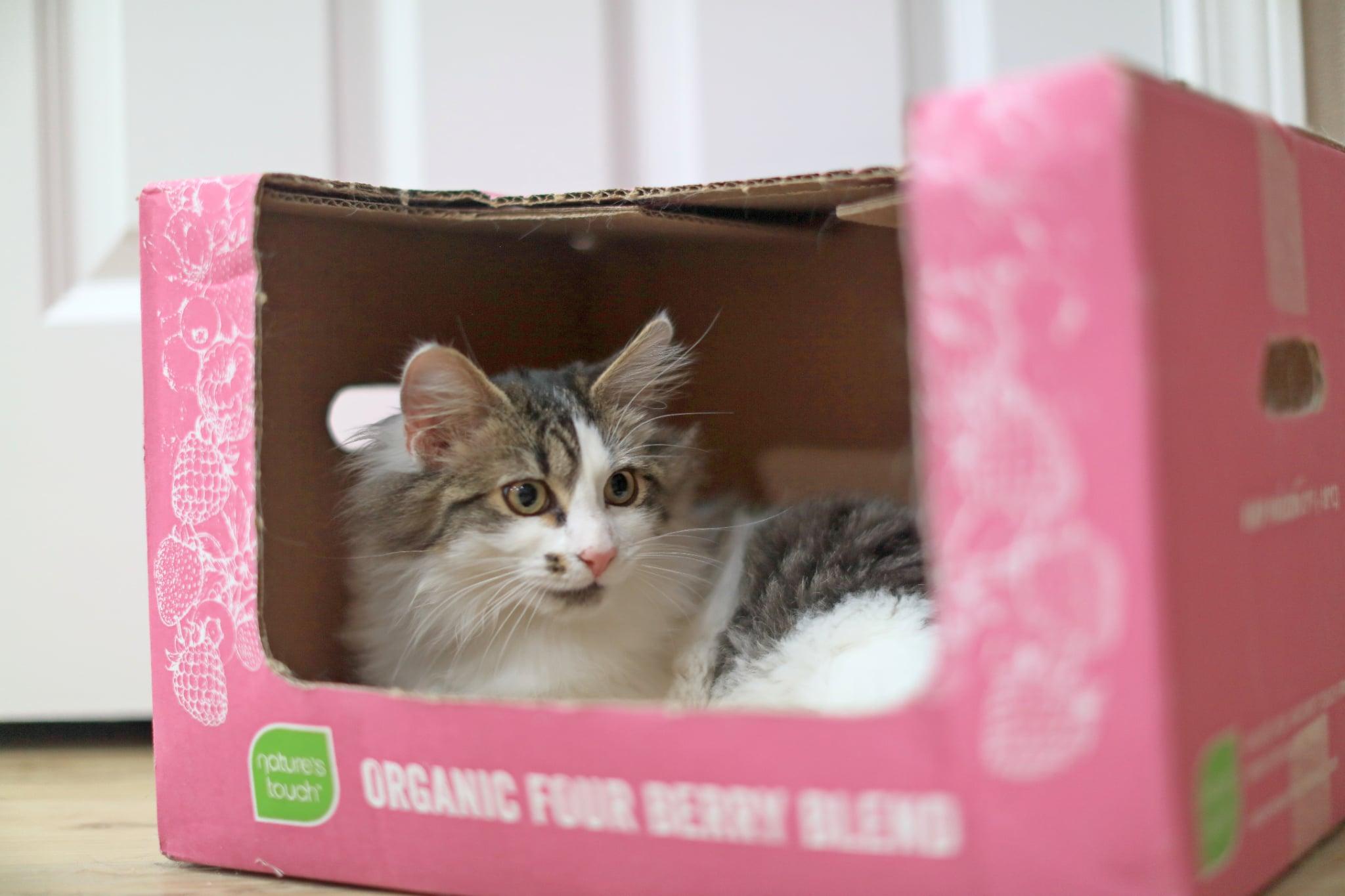 Enlarge Paul, an adoptable Domestic Medium Hair in Pasco, WA image 3/5