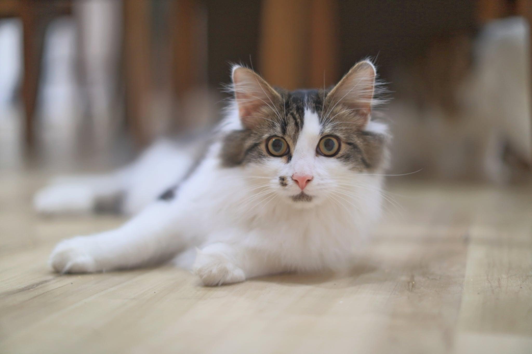 Enlarge Paul, an adoptable Domestic Medium Hair in Pasco, WA image 4/5