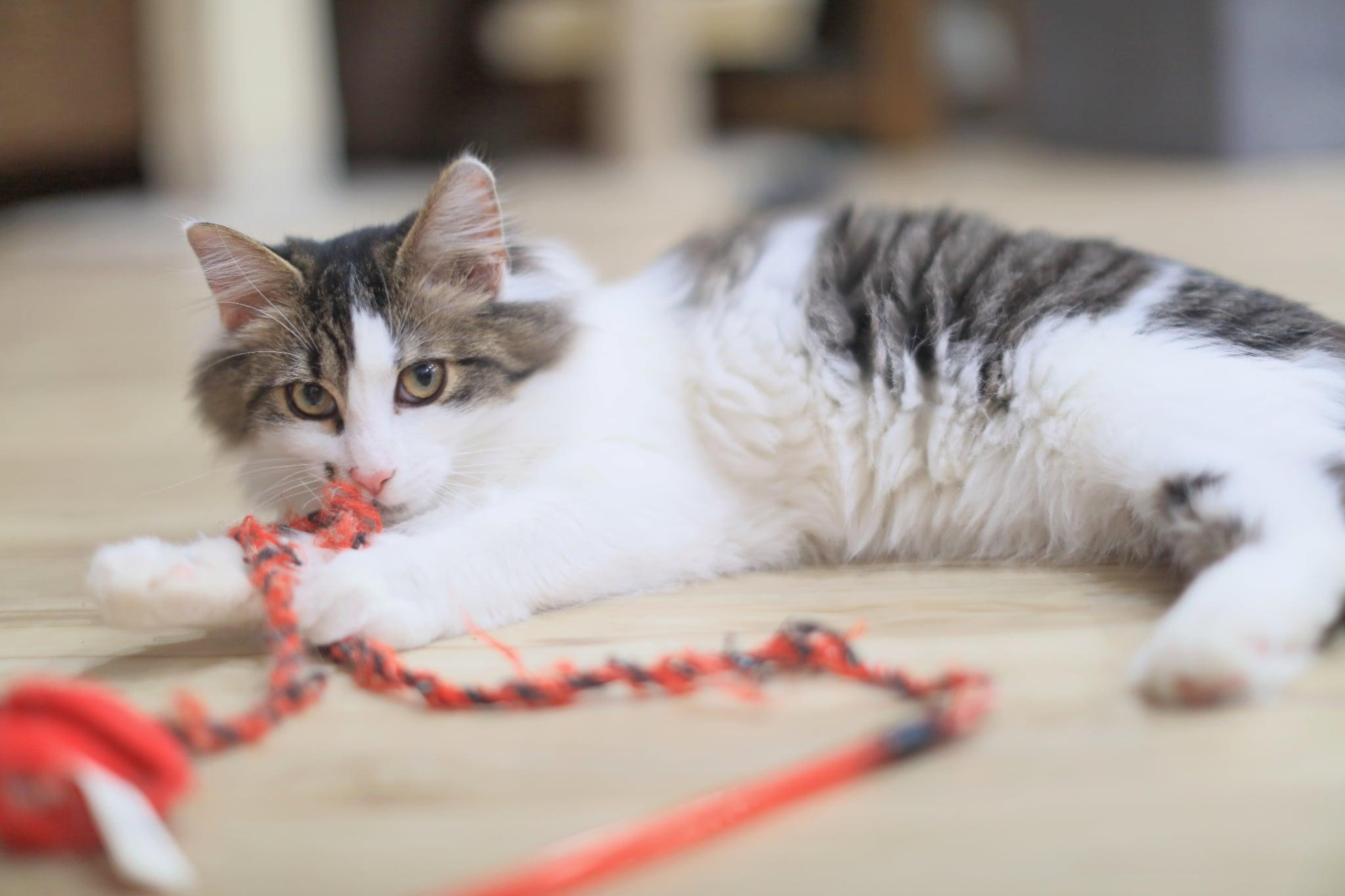 Enlarge Paul, an adoptable Domestic Medium Hair in Pasco, WA image 1/5