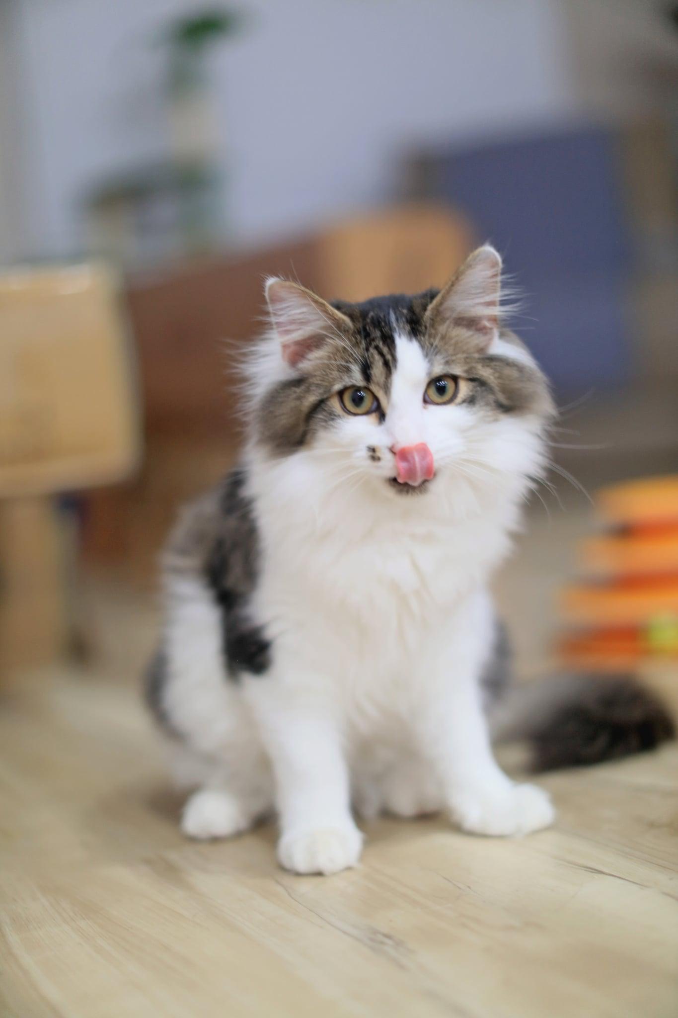 Enlarge Paul, an adoptable Domestic Medium Hair in Pasco, WA image 5/5