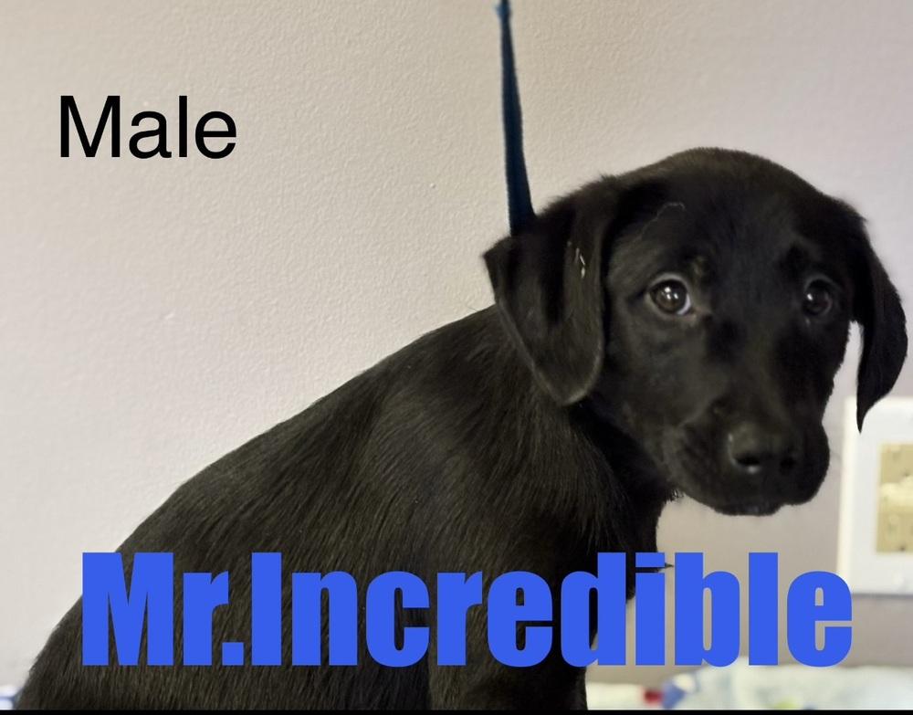 Mr.Incredible, Adoptable, Puppy Male Labrador Retriever & Terrier.
