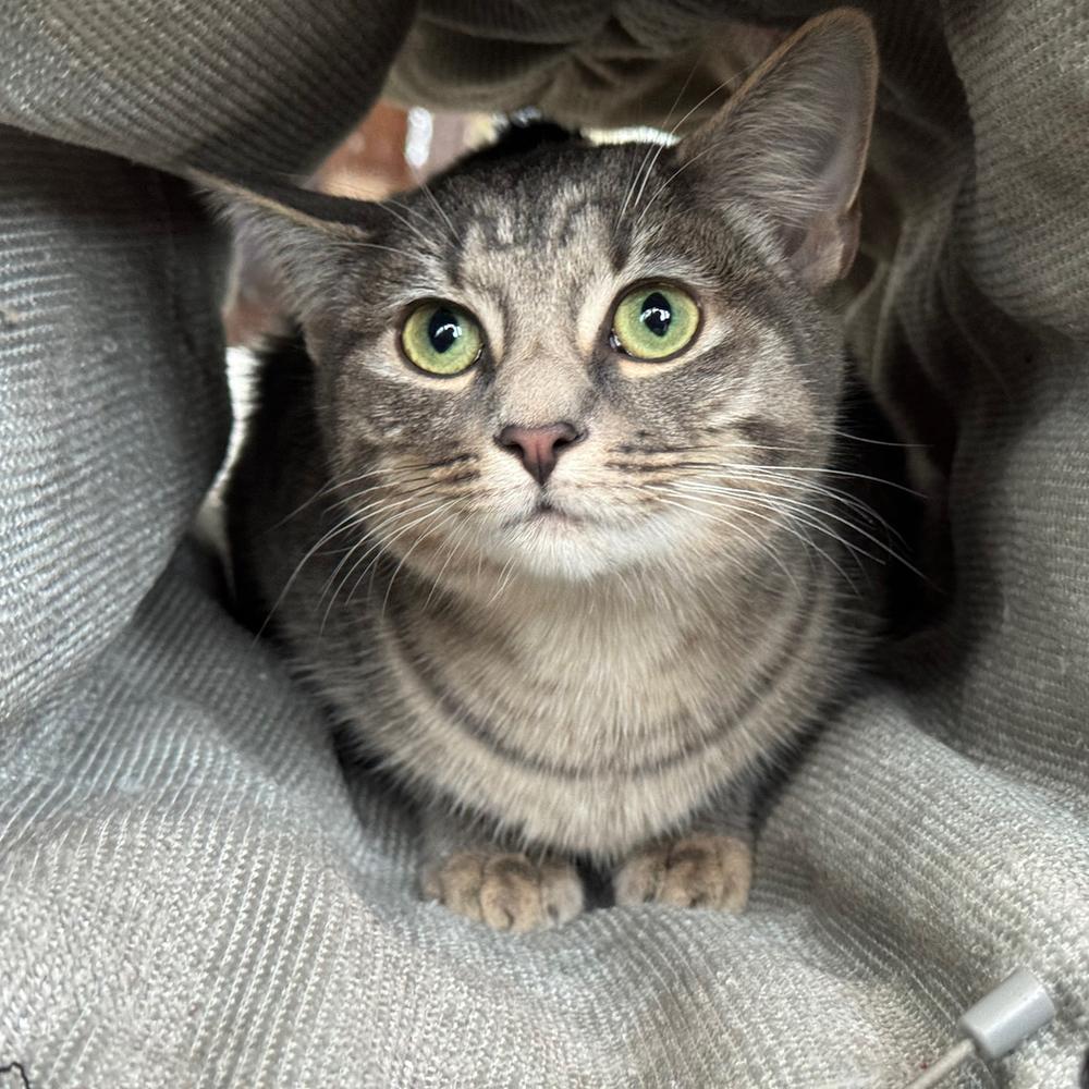 Squeeze V, Adoptable, Young Female Tabby.