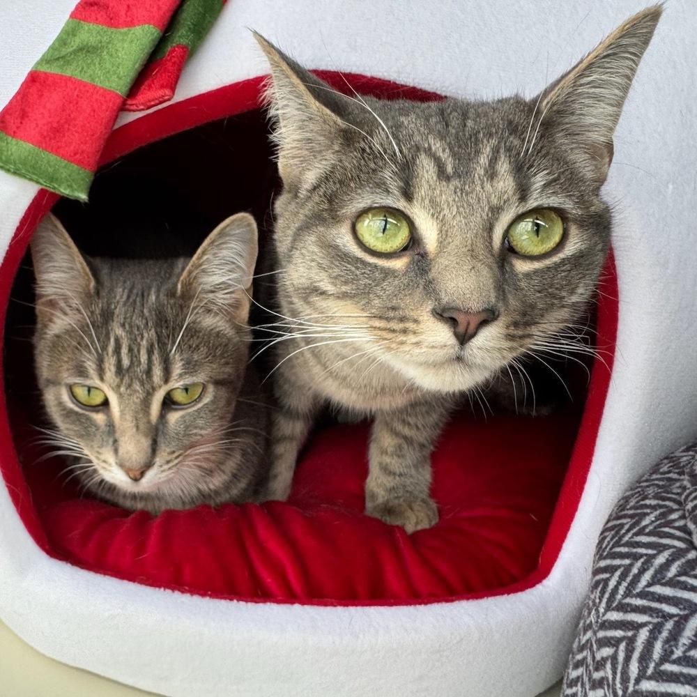 Squeeze V, Adoptable, Young Female Tabby.