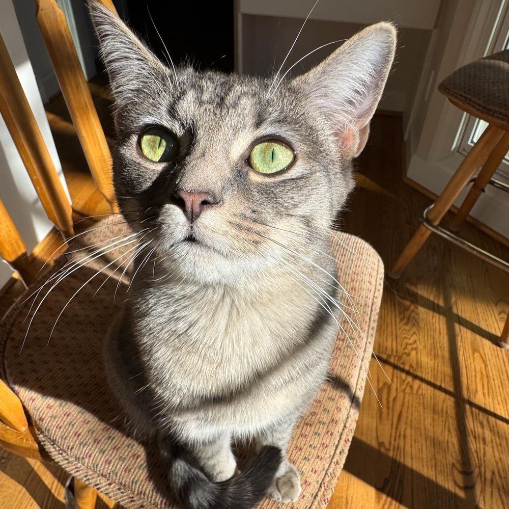 Enlarge Squeeze V, a Adoptable Tabby in Cary, NC image 3/5