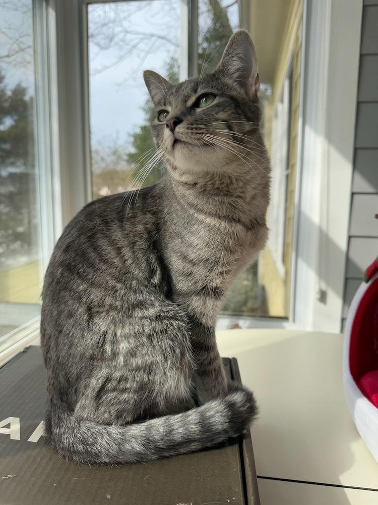 Squeeze V, Adoptable, Young Female Tabby.