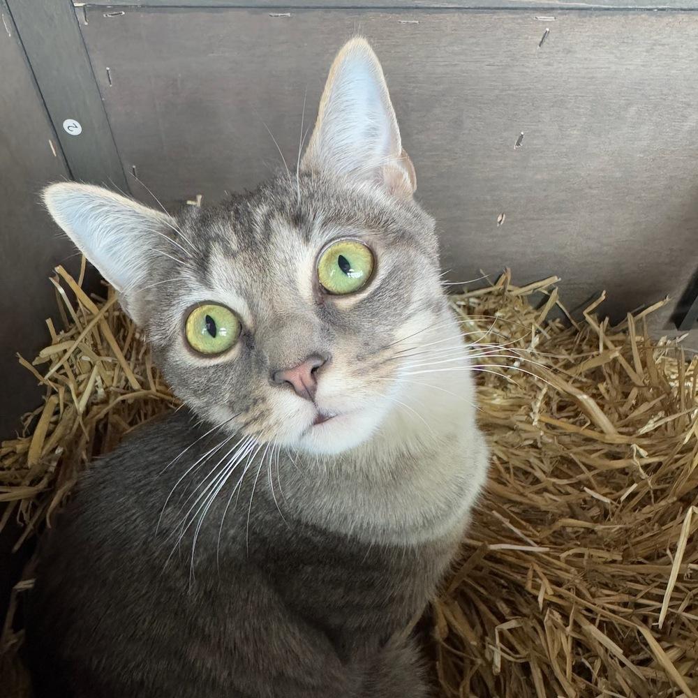 Enlarge Squeeze V, a Adoptable Tabby in Cary, NC image 5/5
