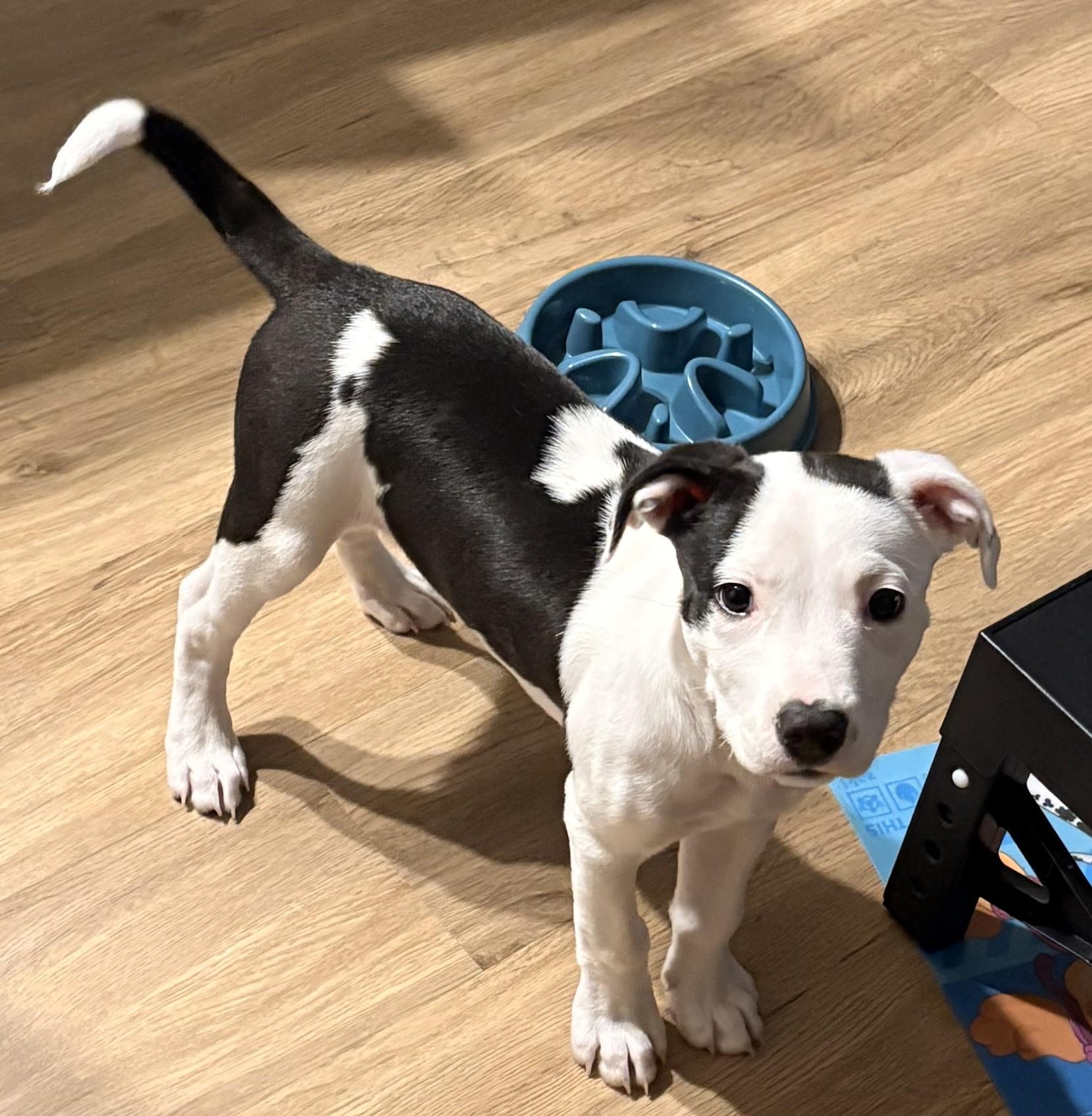 Tank, ADOPTABLE, Puppy Male American Staffordshire Terrier.
