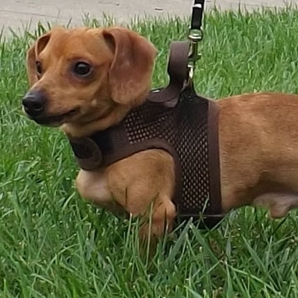 Enlarge Jasper, an adoptable mixed breed in Lebanon, OH image 1/2