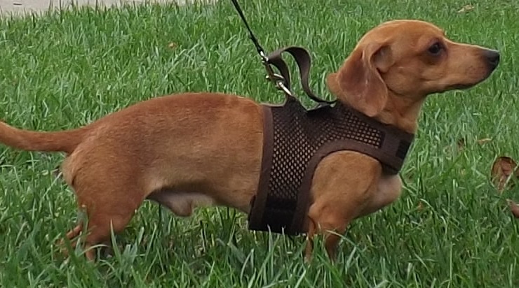 Enlarge Jasper, an adoptable mixed breed in Lebanon, OH image 2/2