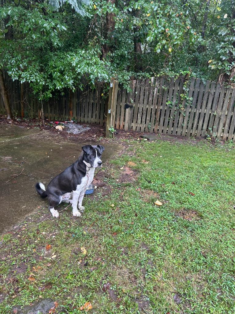 Enlarge Creed, a Adoptable mixed breed in Oxford, NC image 1/1