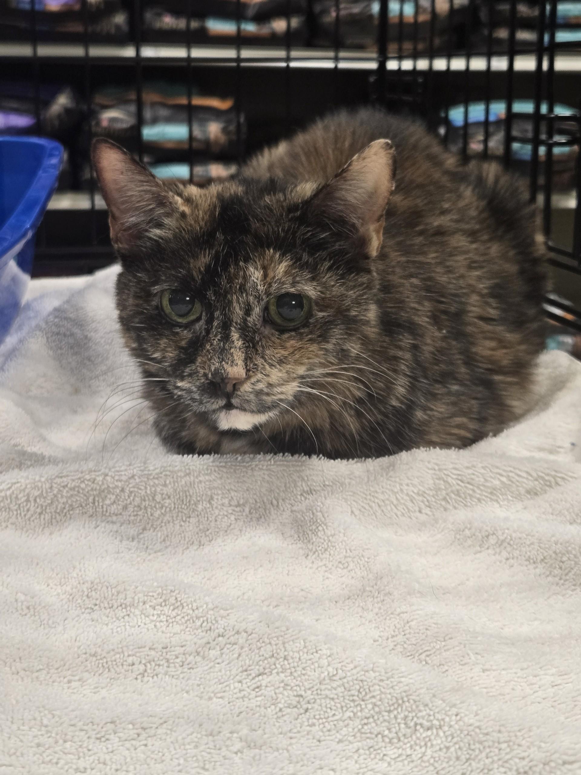 Enlarge Zoe, a ADOPTABLE Domestic Short Hair in Watchung, NJ image 1/3