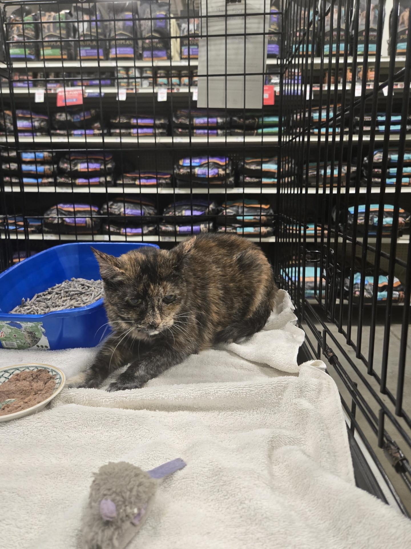 Enlarge Zoe, a ADOPTABLE Domestic Short Hair in Watchung, NJ image 2/3