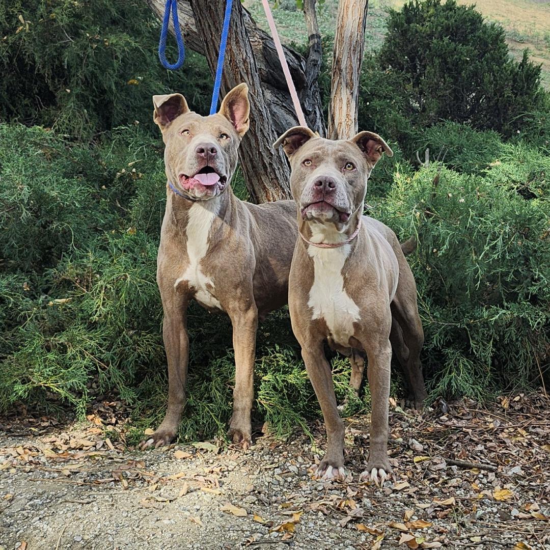 Enlarge Scorbunny & Raboot, a ADOPTABLE mixed breed in Burbank, CA image 2/6