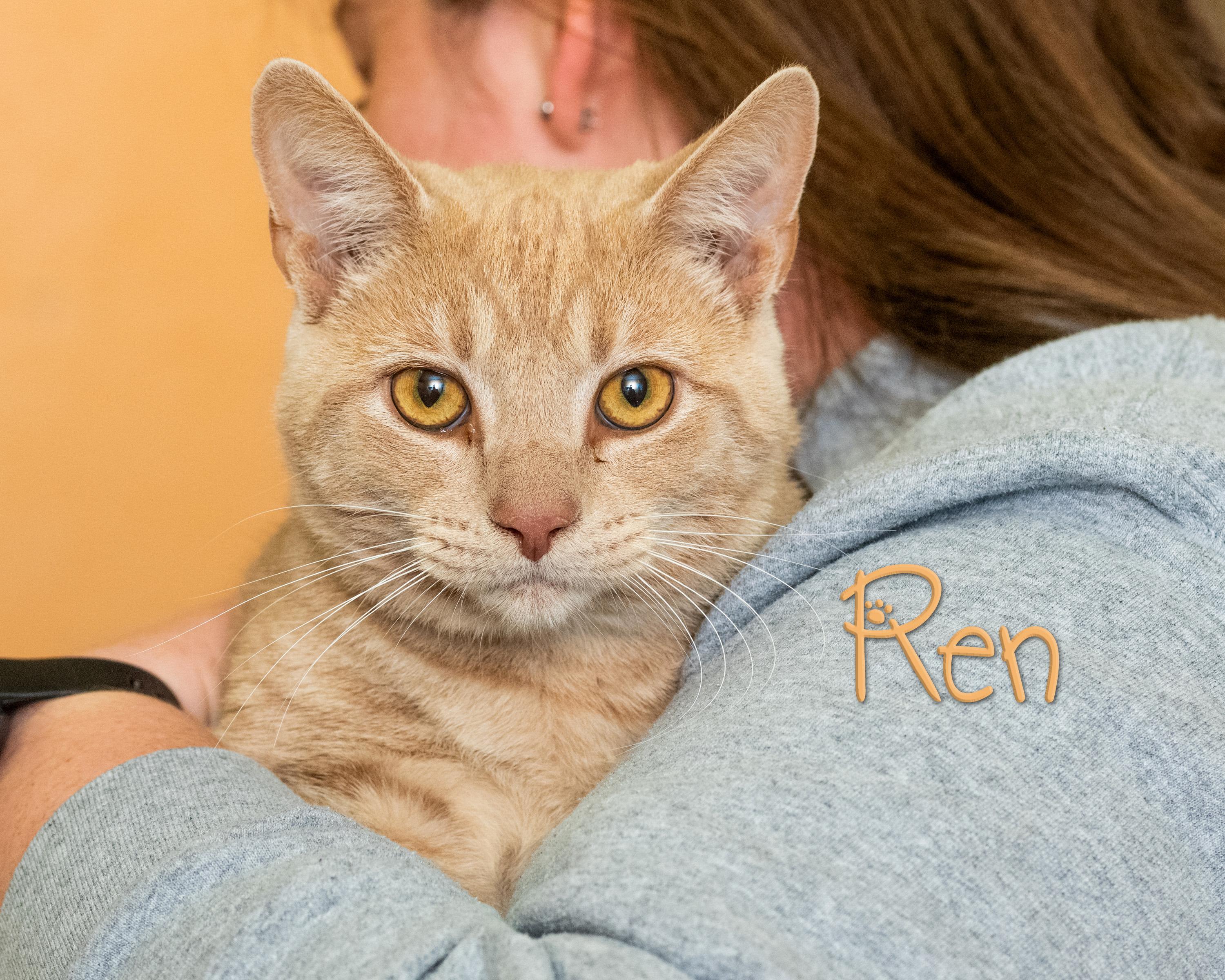 Enlarge Ren, a ADOPTABLE Domestic Short Hair in Somerset, PA image 1/1