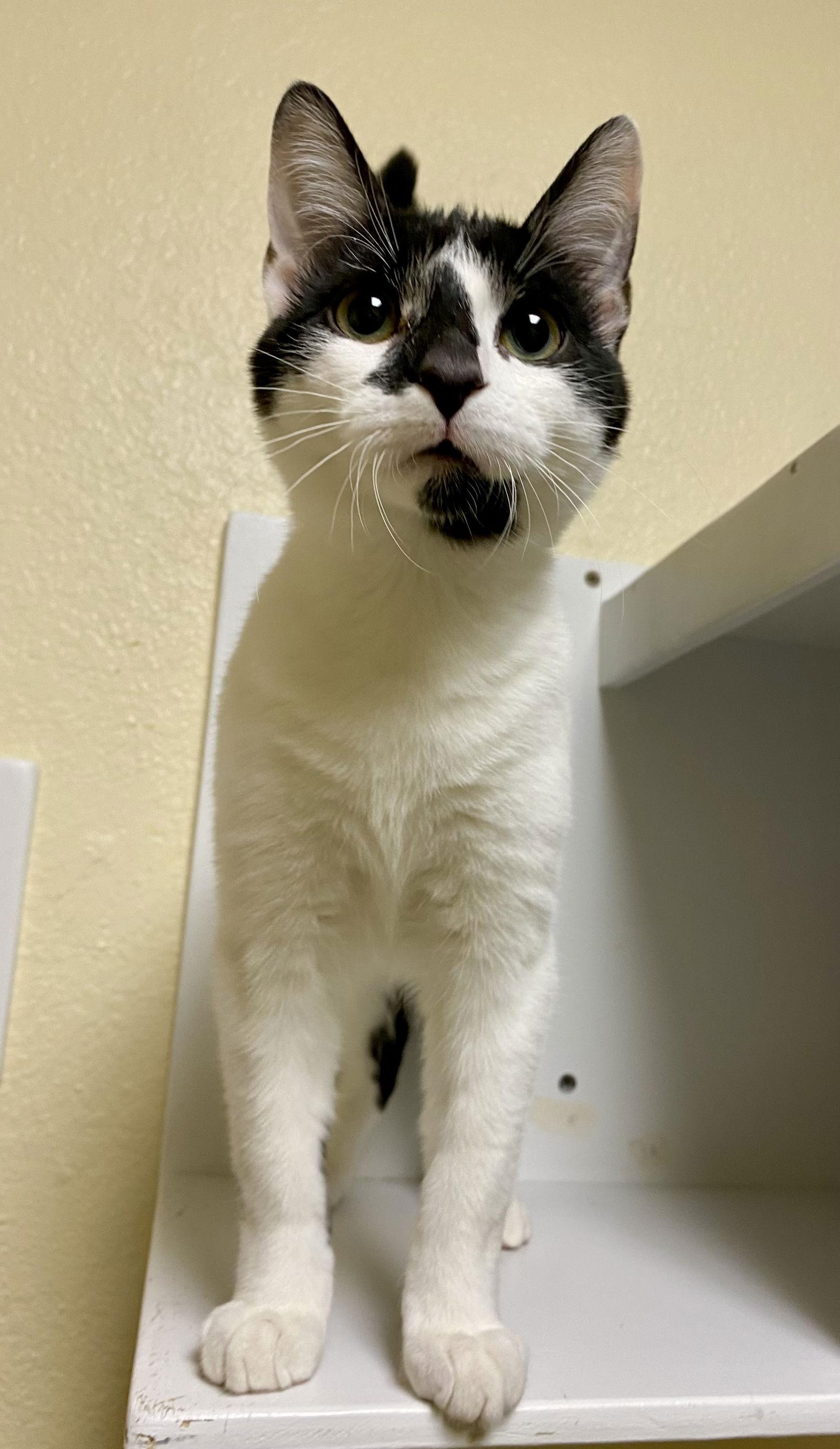 James, a Adoptable Domestic Short Hair in Fargo, ND image 1/2