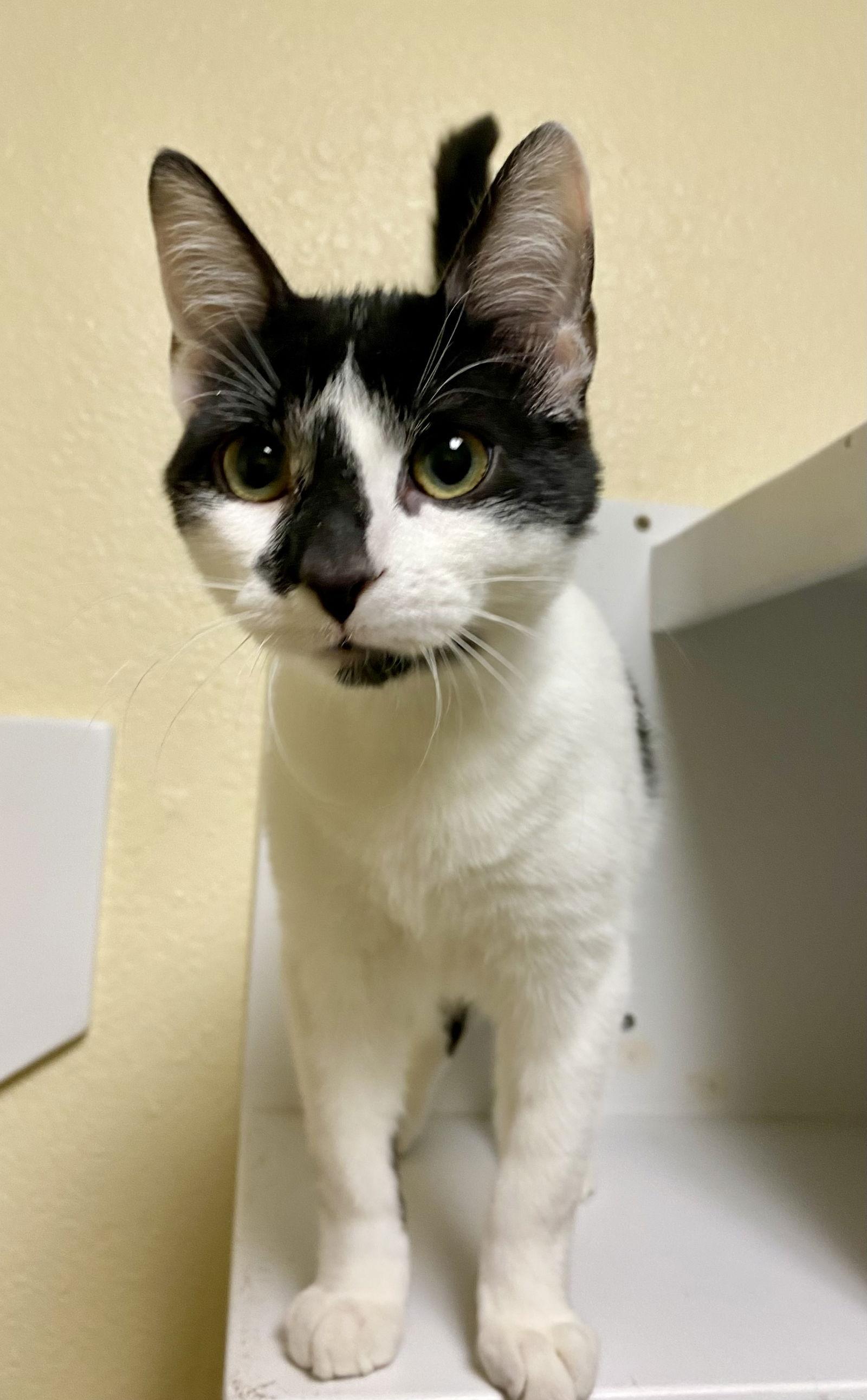 James, a Adoptable Domestic Short Hair in Fargo, ND image 2/2