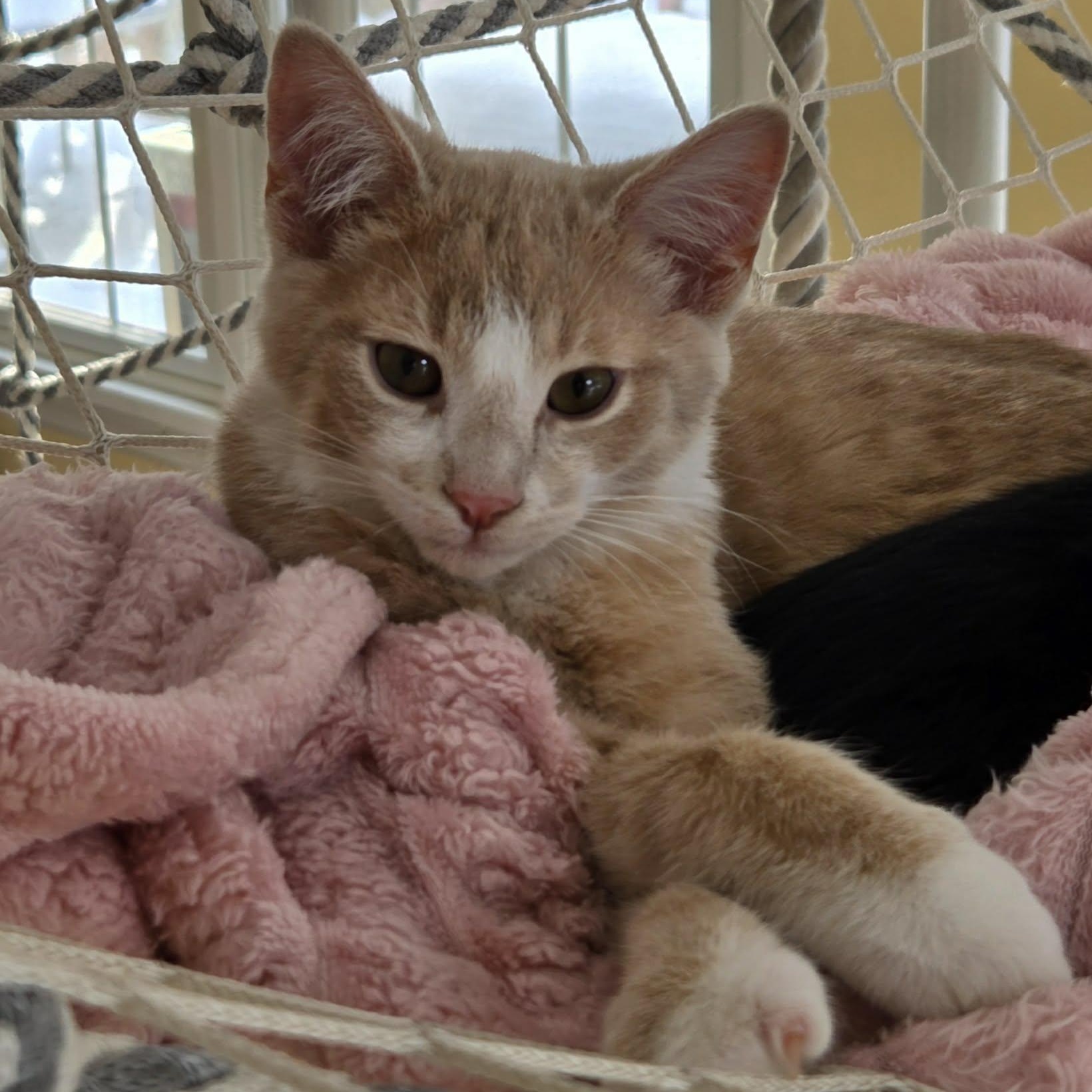 Toddy, ADOPTABLE, Kitten Male Domestic Short Hair & Tabby.