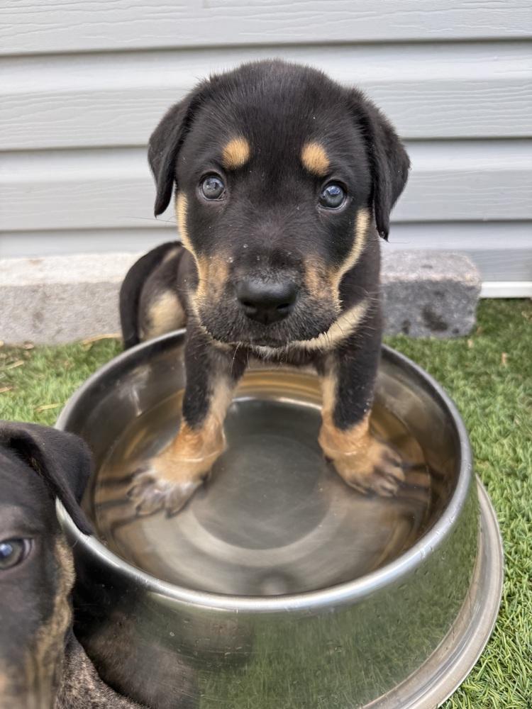 Wyatt2, Adoptable, Puppy Male German Shepherd Dog & Rottweiler.