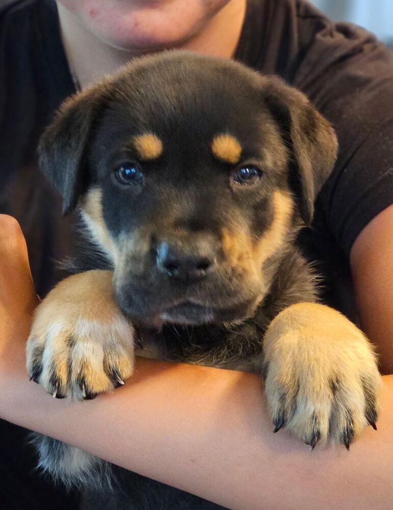 Wyatt2, a Adoptable mixed breed in Littleton, CO image 2/6