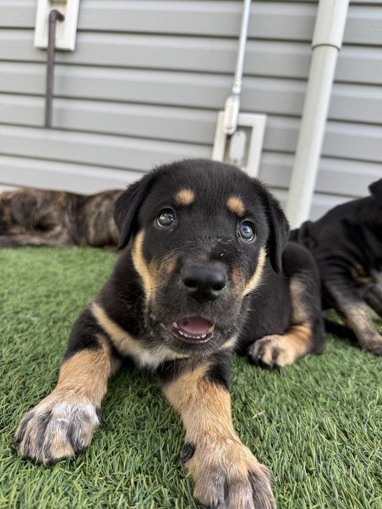 Wyatt2, a Adoptable mixed breed in Littleton, CO image 3/6