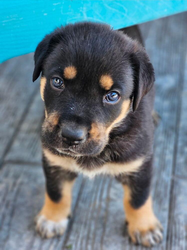 Wyatt2, a Adoptable mixed breed in Littleton, CO image 4/6