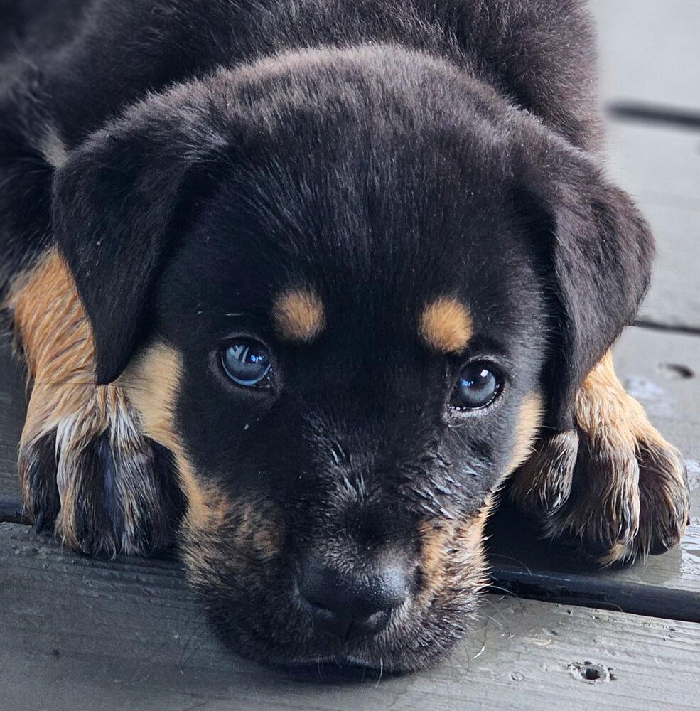 Wyatt2, a Adoptable mixed breed in Littleton, CO image 5/6